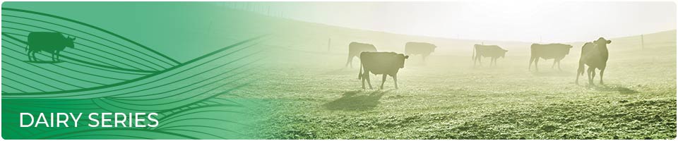 유제품 시리즈