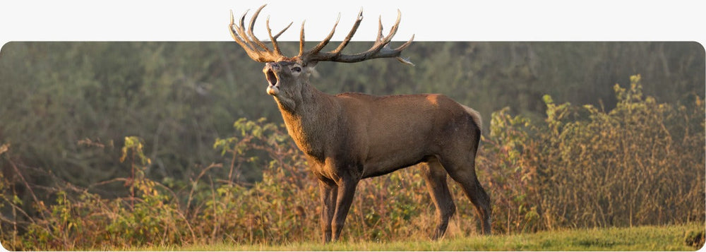 Elevate Iron Levels Naturally