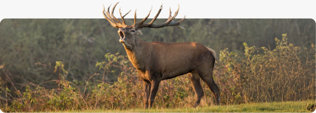 Elevate Iron Levels Naturally