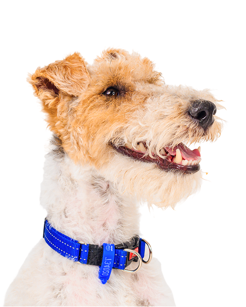 <p>Frequently Asked </p><p><strong>Questions</strong></p>