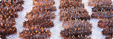 Why is the Sea Cucumber so remarkable