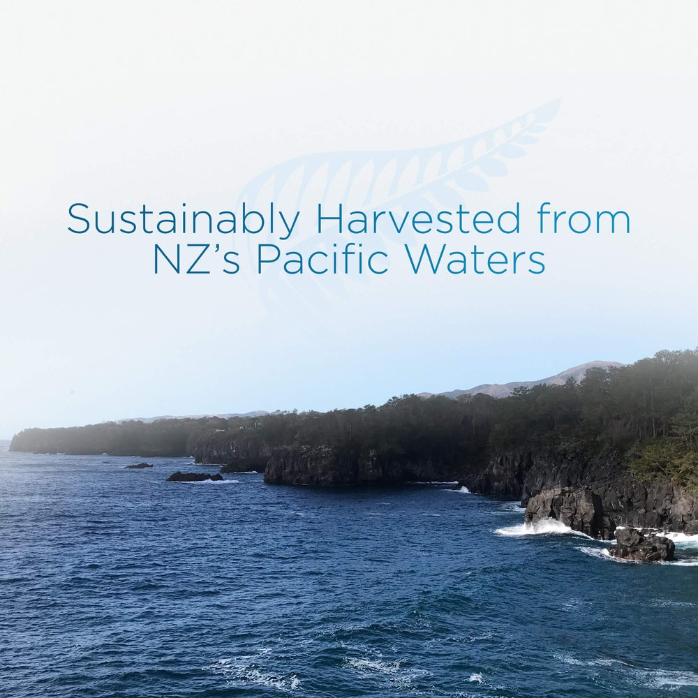 <tc>딥블루헬스 해삼</tc>