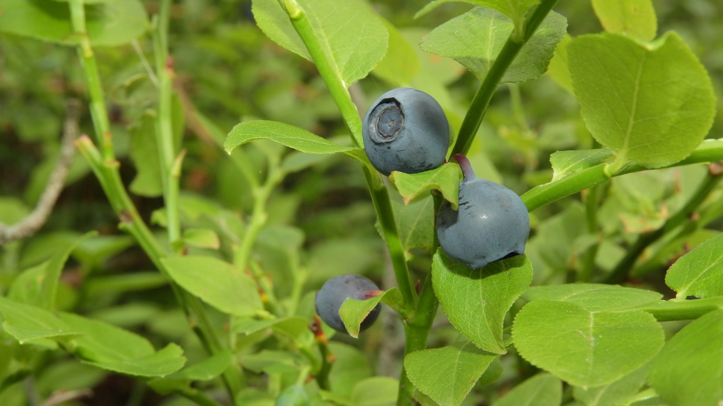 <p>Bilberry Fruit</p>