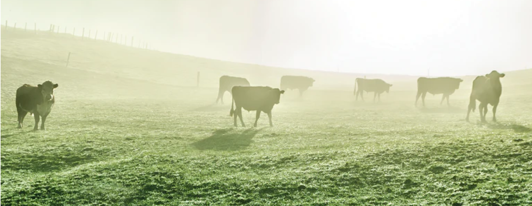 Bovine Colostrum -- Support for Your Immune System