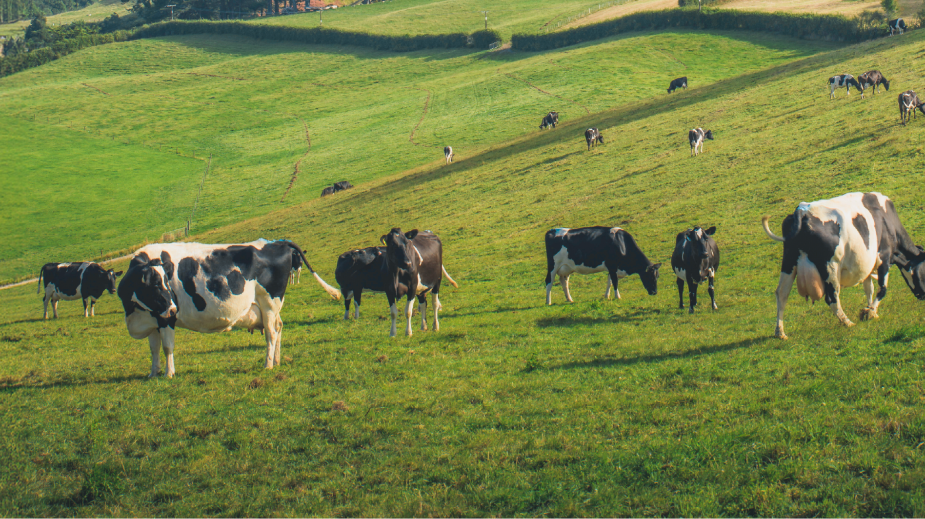 Pasture-Raised NZ Cows