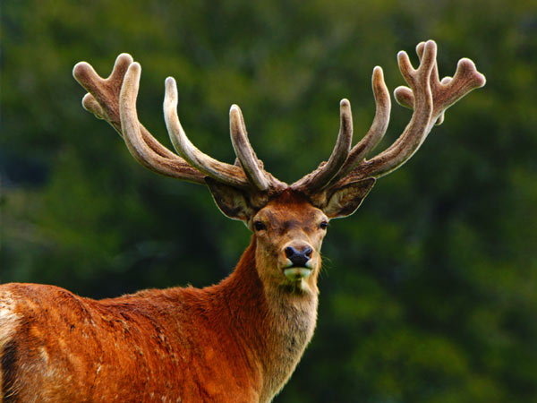 Chinese Medicine and Deer Velvet