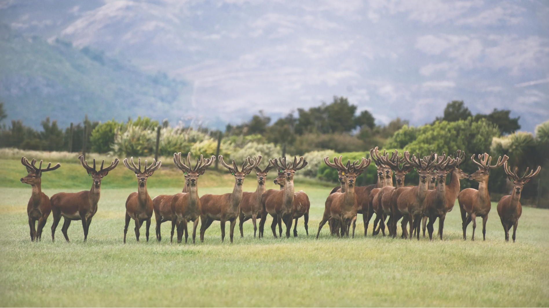 South Island Sourcing