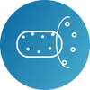 immuno-5-sea-cucumber-icon-2-circle-v1.png