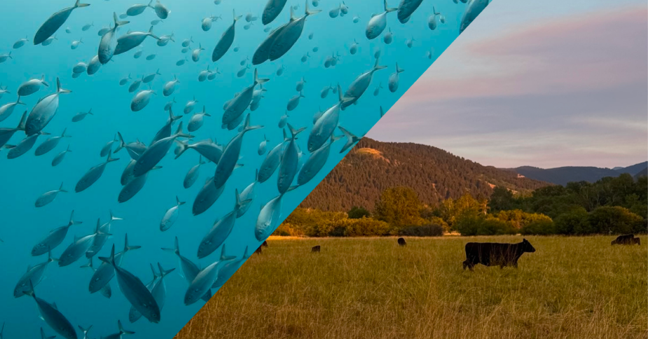 Marine vs Bovine Collagen — What's the Difference?