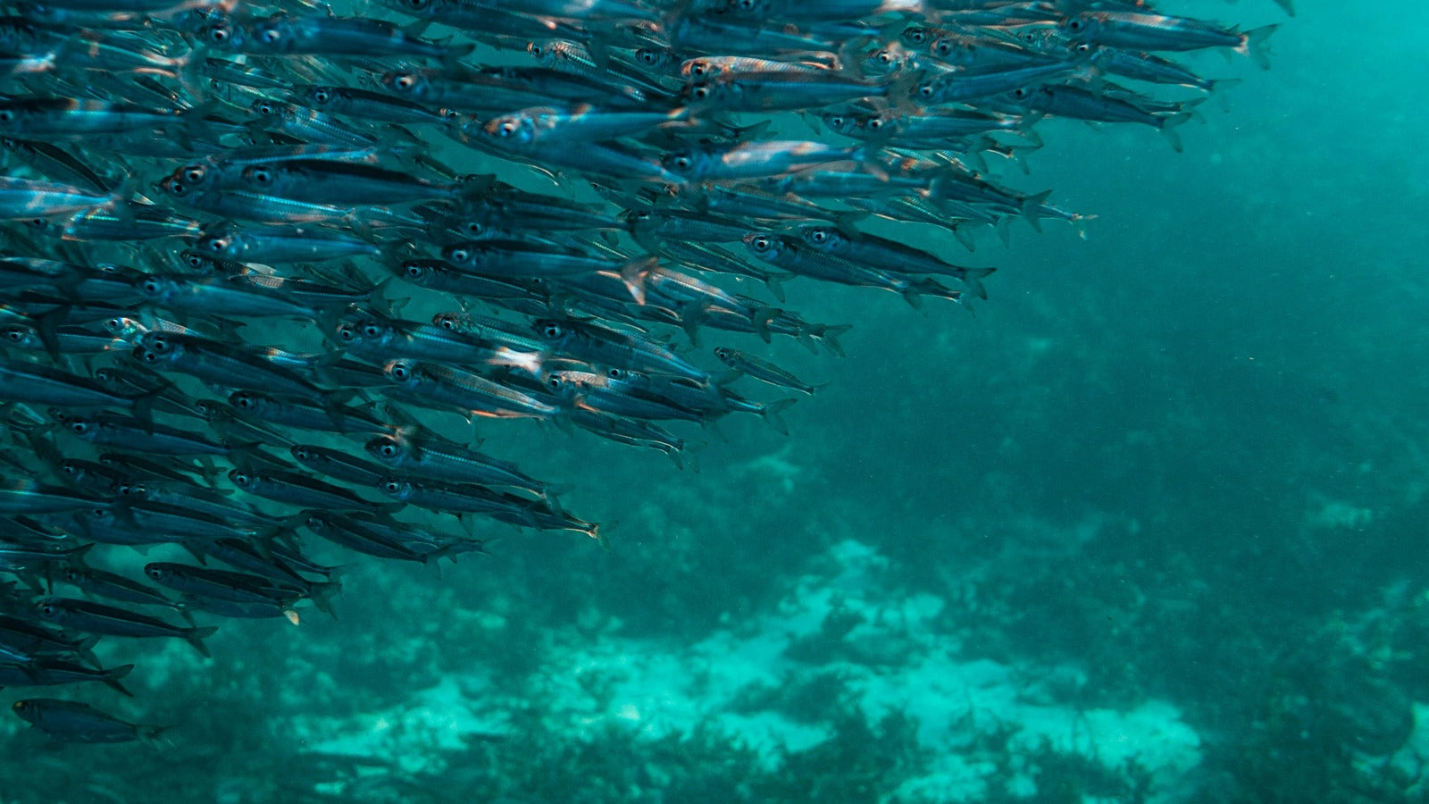 <p>Fish Oil Source</p>