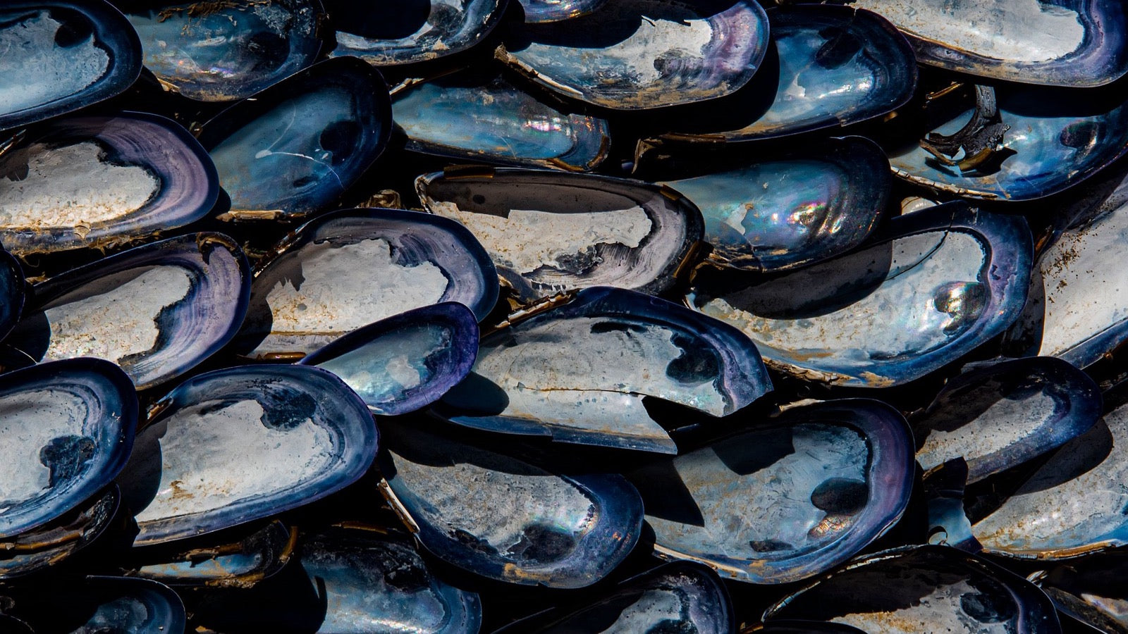 <p>Green Lipped Mussel vs Fish Oil</p>