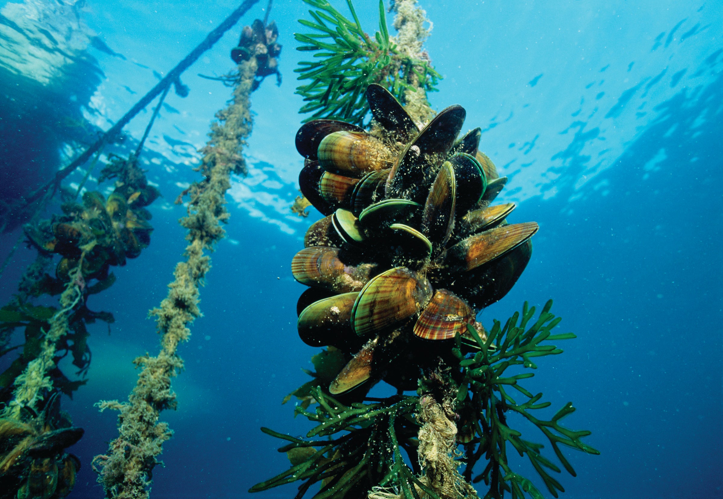 <p>Marine Rope-Grown Mussels</p>
